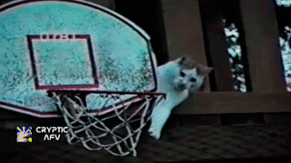 los mejores gifs de animales jugando basketball