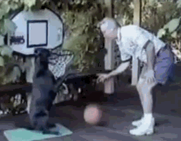 dog_plays_basketball_and_scores.gif
