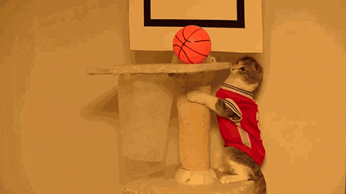 los mejores gifs de animales jugando basketball